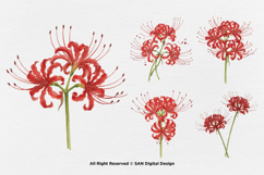 15 Bundle Watercolor Spider Lily Flower Higanbana Autumn Product Image 5