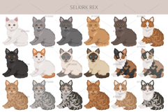 Selkirk Rex Cat Product Image 4