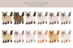 Himalayan Persian. Traditional type Product Image 5