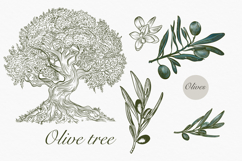 Olive Vector set Product Image 4
