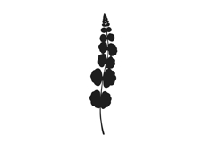 Botanical bundle - svg, png Product Image 8