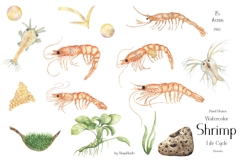 Watercolor Shrimp Life Cycle Set Bundle Product Image 4