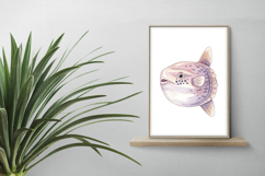 Cute Sunfish Ocean Animal PNG Summer Aquatic Marine Mola Product Image 2
