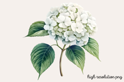 Hydrangea Watercolor Clipart PNG Product Image 1