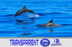 50 DOLPHIN & WATER SPLASH TRANSPARENT PNG PHOTOSHOP OVERLAYS Product Image 1