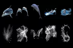 50 DOLPHIN & WATER SPLASH TRANSPARENT PNG PHOTOSHOP OVERLAYS Product Image 5