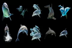 50 DOLPHIN & WATER SPLASH TRANSPARENT PNG PHOTOSHOP OVERLAYS Product Image 4