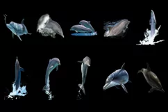 50 DOLPHIN & WATER SPLASH TRANSPARENT PNG PHOTOSHOP OVERLAYS Product Image 2