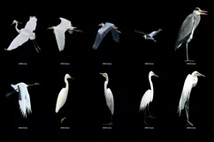 50 HERON TRANSPARENT PNG FILES, ANIMALS PHOTOSHOP OVERLAYS Product Image 2