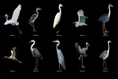 50 HERON TRANSPARENT PNG FILES, ANIMALS PHOTOSHOP OVERLAYS Product Image 3
