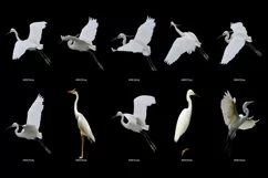 50 HERON TRANSPARENT PNG FILES, ANIMALS PHOTOSHOP OVERLAYS Product Image 6