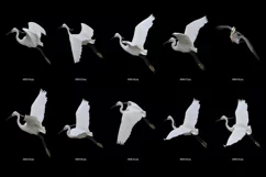 50 HERON TRANSPARENT PNG FILES, ANIMALS PHOTOSHOP OVERLAYS Product Image 5
