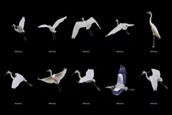 50 HERON TRANSPARENT PNG FILES, ANIMALS PHOTOSHOP OVERLAYS Product Image 4