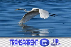 50 HERON TRANSPARENT PNG FILES, ANIMALS PHOTOSHOP OVERLAYS Product Image 1