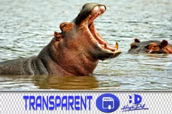 50 HIPPO TRANSPARENT PNG FILES, ANIMALS PHOTOSHOP OVERLAYS Product Image 1