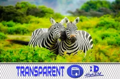 50 ZEBRA TRANSPARENT PNG FILES, ANIMALS PHOTOSHOP OVERLAYS Product Image 1
