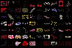 500 FLOWER PETALS TRANSPARENT PNG FILES PHOTOSHOP OVERLAYS Product Image 7