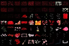 500 FLOWER PETALS TRANSPARENT PNG FILES PHOTOSHOP OVERLAYS Product Image 6