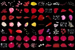 500 FLOWER PETALS TRANSPARENT PNG FILES PHOTOSHOP OVERLAYS Product Image 5