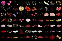 500 FLOWER PETALS TRANSPARENT PNG FILES PHOTOSHOP OVERLAYS Product Image 3