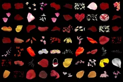500 FLOWER PETALS TRANSPARENT PNG FILES PHOTOSHOP OVERLAYS Product Image 2