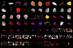 500 FLOWER PETALS TRANSPARENT PNG FILES PHOTOSHOP OVERLAYS Product Image 8