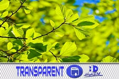 500 LEAVES BRANCHES TRANSPARENT PNG FILES PHOTOSHOP OVERLAYS Product Image 1
