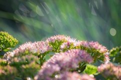 Stock Photo - Bright flower close-up on a summer day Product Image 1