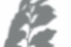 Leaves Shadow Overlay Effect Mockup Product Image 2