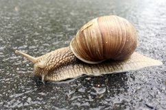 Big garden snail in shell crawling on wet road hurry home Product Image 9
