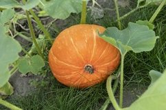 harvest of orange pumpkins on a bed in the garden Product Image 1