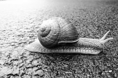 Big garden snail in shell crawling on wet road hurry home Product Image 1