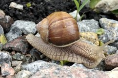 Big garden snail in shell crawling on wet road hurry home Product Image 11