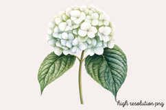 Hydrangea Watercolor Clipart PNG Product Image 1