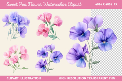 Sweet Pea Flower Watercolor Clipart Bundle PNG Product Image 5