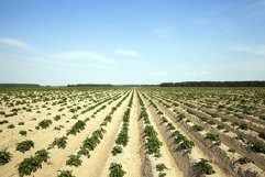 Potatoes in the field Product Image 1