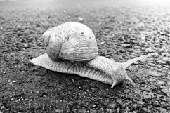 Big garden snail in shell crawling on wet road hurry home Product Image 11