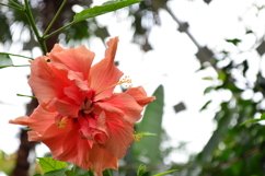 blooming flowers in the garden Product Image 1