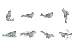 Summer Seal Clipart Product Image 9