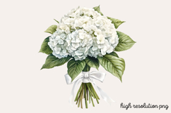 Hydrangea Watercolor Clipart PNG Product Image 1