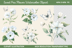 Sweet Pea Flower Watercolor Clipart PNG Product Image 1