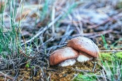 Two fresh mushrooms in the autumn forest Product Image 1