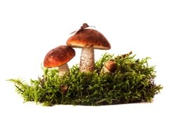 Orange-cap boletus mushrooms over white background Product Image 1