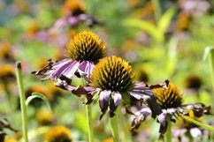 SET different blooming flowers with leaves in natural nature Product Image 14
