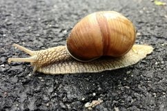 Big garden snail in shell crawling on wet road hurry home Product Image 13