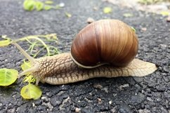 Big garden snail in shell crawling on wet road hurry home Product Image 9