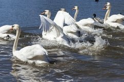 swans in spring\ Product Image 1
