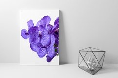 Blue orchid flowers - Volume 2 Product Image 6