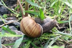 Big garden snail in shell crawling on wet road hurry home Product Image 30