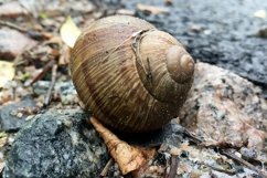 Big garden snail in shell crawling on wet road hurry home Product Image 18